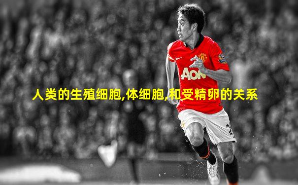 人类的生殖细胞,体细胞,和受精卵的关系