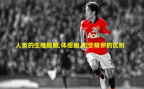 人类的生殖细胞,体细胞,和受精卵的区别