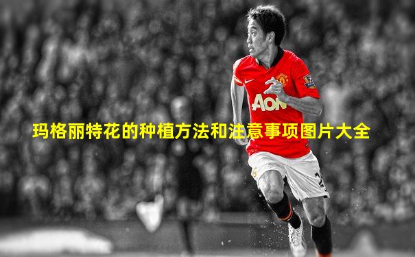 玛格丽特花的种植方法和注意事项图片大全